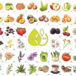 Wine-Aromas-Illustrations-1-44-150x150 Aromaster Wijn Kit - 88 Aroma's - Afbeelding 2